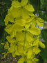 vignette Cassia sieberiana