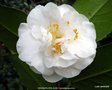 vignette Camlia ' GRANDIFLORA ALBA ' camellia japonica