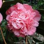 vignette Camlia ' TRIOMPHANS ' camellia japonica