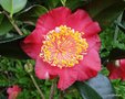 vignette Camlia ' HINOMARU '  ? camellia japonica de  higo ,varit  vrifier