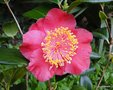 vignette Camlia ' HINOMARU ' ? camellia japonica de  higo ,varit  vrifier