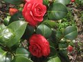 vignette Camellia japonica Margherita Coleoni au 23 03 10