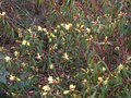 vignette Rhododendron lutescens au 23 03 10