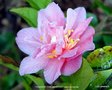 vignette Camlia ' FRAGRANT PINK IMPROVED ' camellia hybride