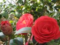 vignette Camellia japonica Coquetti autre vue au 24 03 10