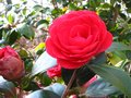 vignette Camellia japonica Coquetti au 24 03 10