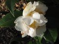 vignette Camellia japonica Scented sun au 24 03 10