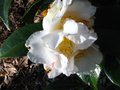 vignette Camellia japonica Scented sun autre vue au 24 03 10
