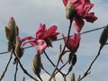 vignette Magnolia Vulcan premire fleur au 24 03 10