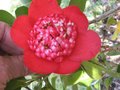 vignette Camellia japonica Bob's Tinsie premières fleurs au 24 03 10