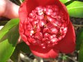 vignette Camellia japonica Bob's tinsie autre fleur au 24 03 10