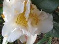 vignette Camellia japonica Scented sun autre vue1 au 24 03 10
