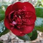 vignette Camlia ' BURGUNDY GEM ' camellia japonica