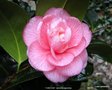 vignette Camlia ' CAN CAN ' camellia japonica