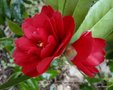vignette Camlia ' JACQUES CASSARD ' camellia japonica
