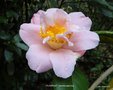 vignette Camlia ' FLAMINGO ' camellia japonica