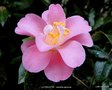 vignette Camlia ' LA PSALETTE ' camellia japonica