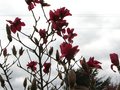 vignette Magnolia Vulcan vue large au 25 03 10
