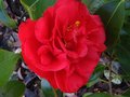 vignette Camellia japonica Dixie Knight premire fleur au 25 03 10
