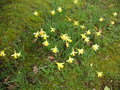 vignette Narcissus pseudonarcissus - Narcisse des bois