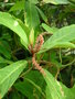 vignette Acalypha integrifolia subsp. marginata