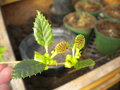 vignette Alnus sorbifolia, aulne