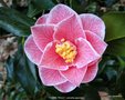 vignette Camlia ' YOURS TRULY ' camellia japonica