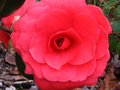 vignette Camellia japonica Coquetti au 26 03 10