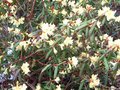 vignette Rhododendron Lutescens au 26 03 10