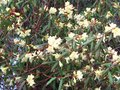 vignette Rhododendro Lutescens autre vue au 26 03 10