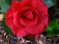 vignette Camellia japonica Tom Knudsen au 26 03 10