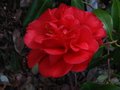 vignette Camellia japonica Dixie Knight au 26 03 10