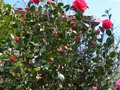 vignette Camellia japonica Kramers suprême au 26 03 10