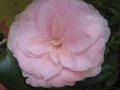 vignette Camellia japonica Cherryl Lynn au 26 03 10