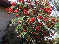vignette Camellia japonica Grand Prix dans toute sa majest au 26 03 10