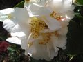 vignette Camellia japonica Scented Sun parfum au 26 03 10