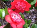vignette Camellia japonica Bob's Tinsie autre vue au 26 03 10
