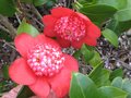 vignette Camellia japonica Bob's Tinsie au 26 03 10