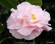 vignette Camlia ' EASTER MORN ' camellia japonica