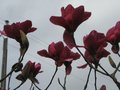 vignette Magnolia Vulcan dans le petit matin au 27 03 10