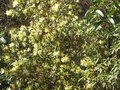 vignette Rhododendron Lutescens bien fleuri au 27 03 10