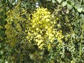 vignette Acacia Pravissima fleurs en gros plan au 27 03 10