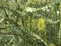 vignette Acacia Pravissima qui commence  fleurir au 27 03 10