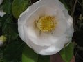 vignette Camellia japonica Mrs.D.W.Davies et sa grande fleur au 27 03 10