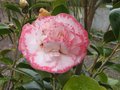 vignette Camellia japonica Margareth Davies Picottee au 27 03 10