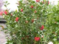 vignette Camellia japonica Kramers suprme au 27 03 10