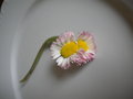 vignette pquerette siamoise, Bellis perennis (Astraces), fleur de Pques, pquerette des prs, petite marguerite, magriette, english daisy, lawndaisy, pquerette anglaise