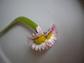 vignette pquerette siamoise, Bellis perennis (Astraces), fleur de Pques, pquerette des prs, petite marguerite, magriette, english daisy, lawndaisy, pquerette anglaise