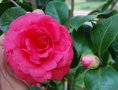 vignette Camellia japonica 'Marchioness of Exeter'   (GB 1838)