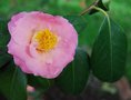 vignette Camellia japonica 'Little Michael'   (Franklin Moore, USA 1981)